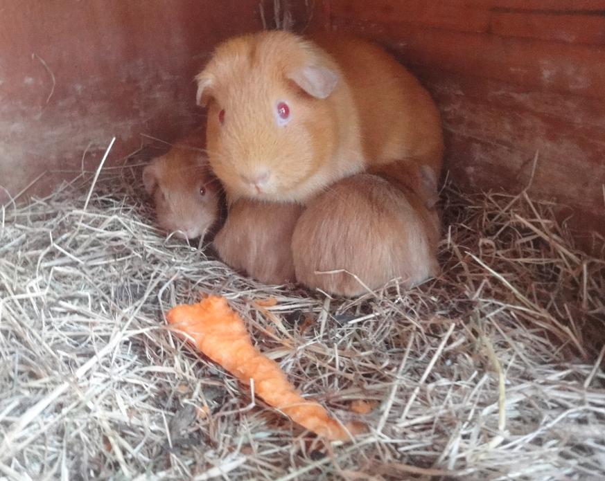 Saffron Guinea Pig Mother with Babies