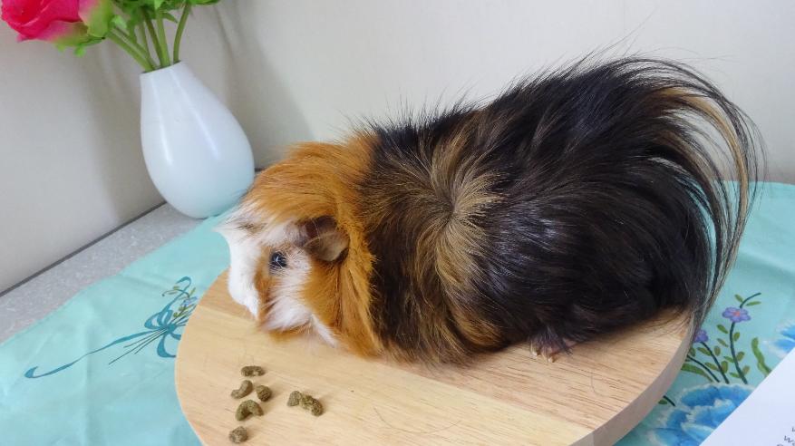 New Zealand Plume Pedigree Cavy Breed
