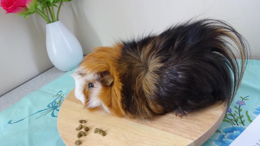 Mamaku and Tintola Guinea Pigs - preservation cavy studs)