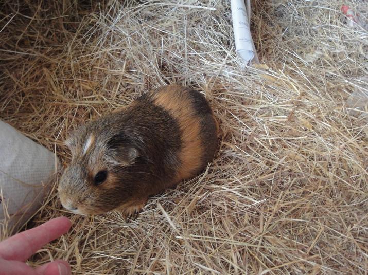 Guinea Pig lived to be over 12 years old in New Zealand