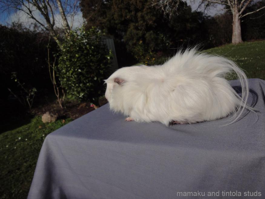 Stunning White New Zealand Plume