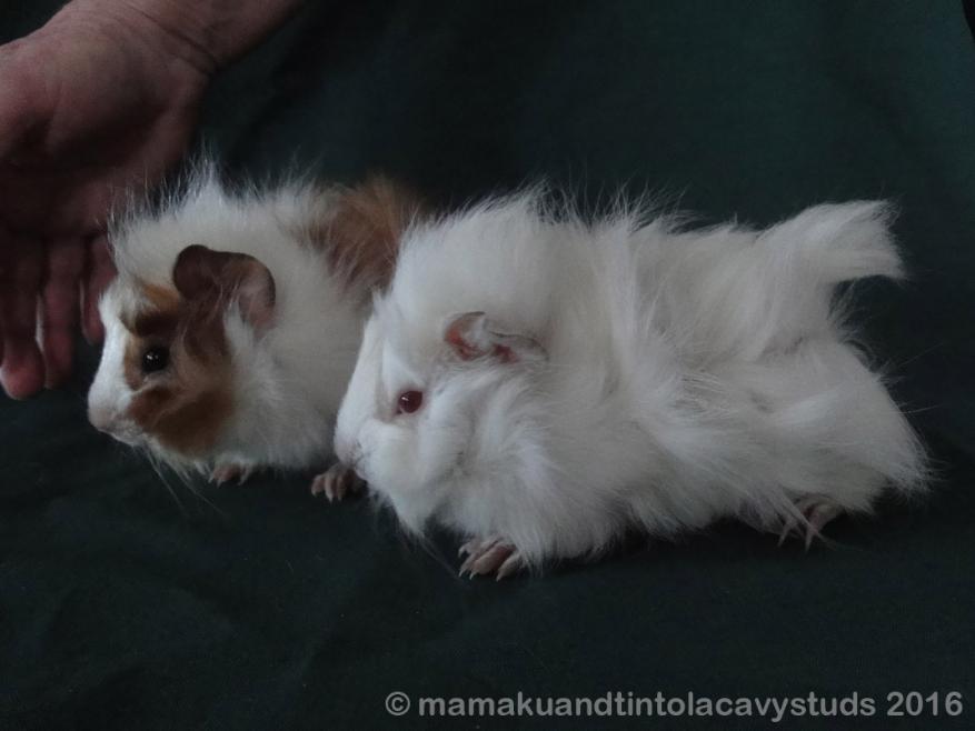Two New Zealand Plume Guinea Pig Brothers