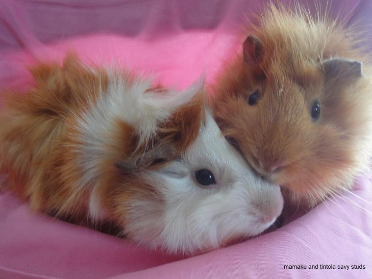 Cute Satin New Zealand Plume Cavy Pair