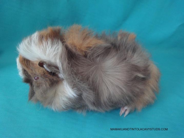 New Zealand Peruvian Rare Breed Baby Guinea Pig