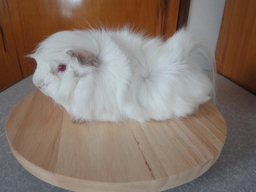 Champion New Zealand Plume Unique Cavy Breed