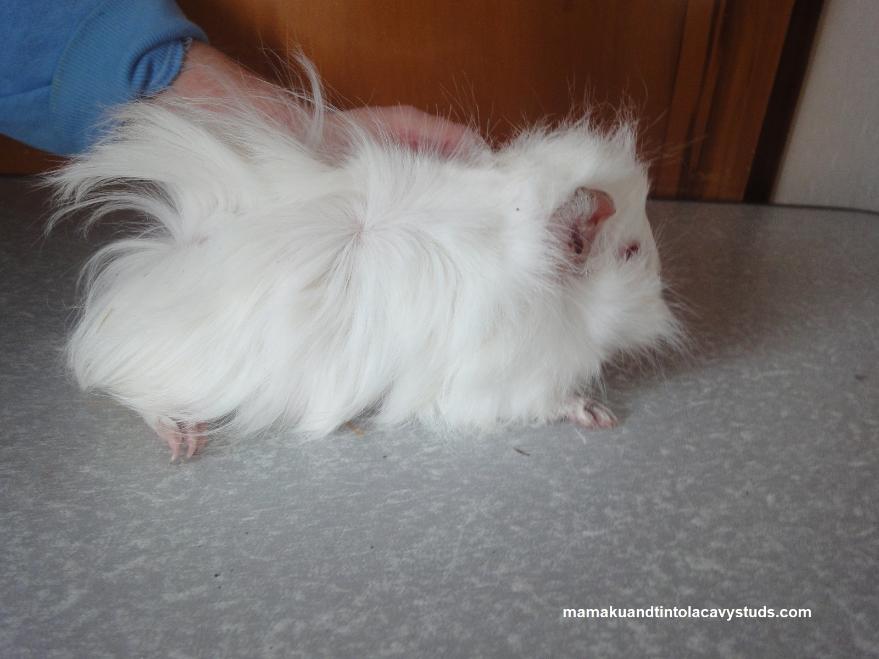 Amazing Rooster tail on New Zealand Plume guinea pig baby