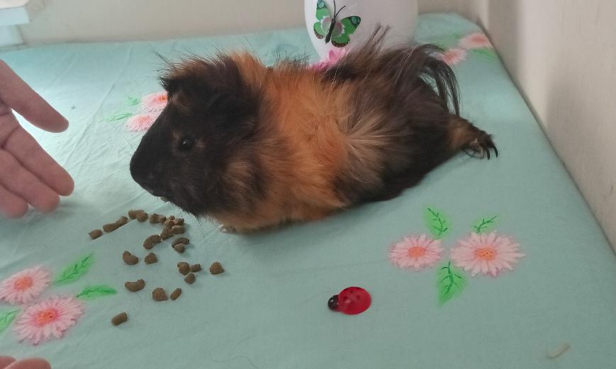 Mamaku Magic Ninja a New Zealand Plume relaxing with his pellets