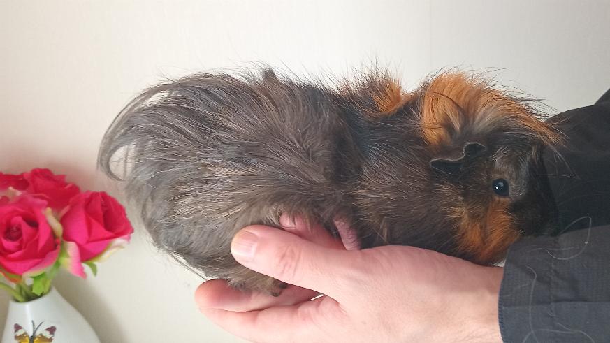 New Zealand Plume cavy being held by owner