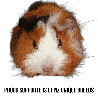 Proud supporters of New Zealand unique and rare pedigree guinea pig breeds