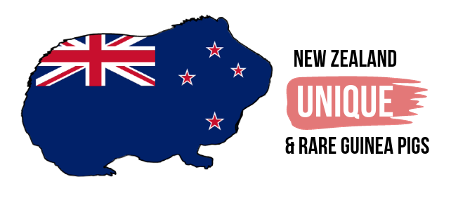 New Zealand Unique and Rare Guinea Pigs Preservation Club
