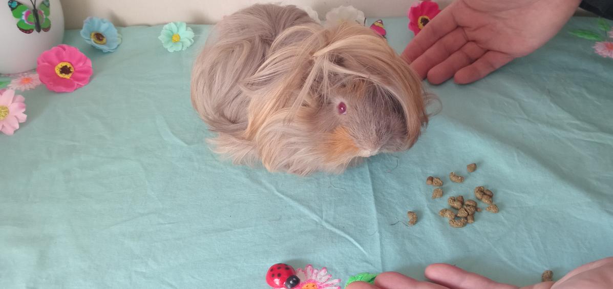 New Zealand Peruvian Beautiful Baby Pedigree Guinea Pig