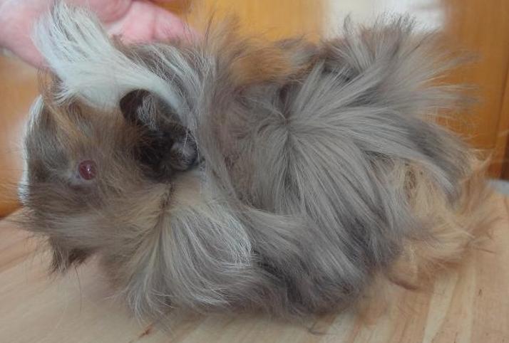 New Zealand Peruvians Guinea Pig Breed